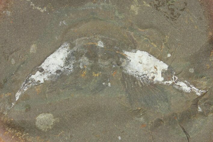 Fossil Shrimp (Kallidecthes) Nodule (Pos/Neg) - Mazon Creek #113183